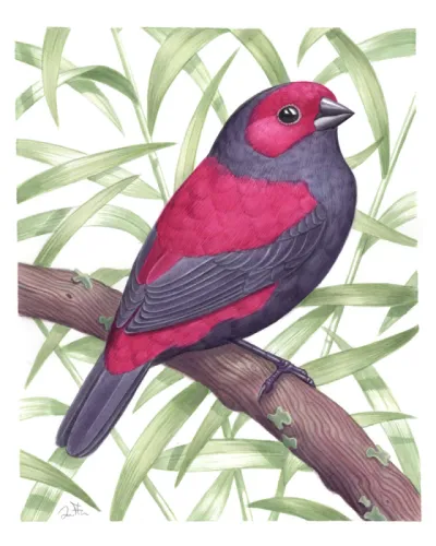 Dusky Crimsonwing (Cryptospiza jacksoni) 
A recent watercolor commission. It’s always fun getting to…