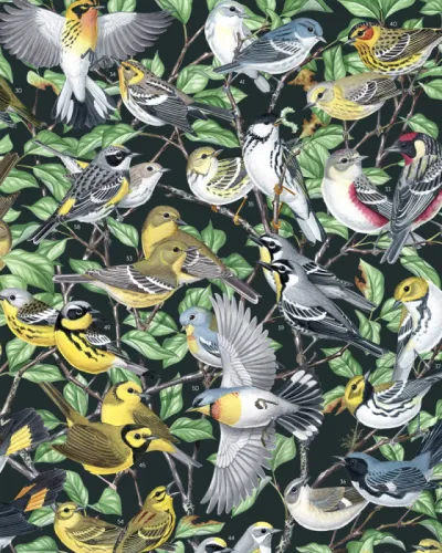 My WARBLERS OF NORTH AMERICA poster is finally finished & signed copies are available in my Etsy…
