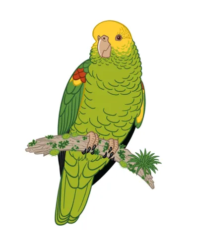 Yellow-headed Amazon (Amazona oratrix)
Latin American bird number three for this year’s spring issue…