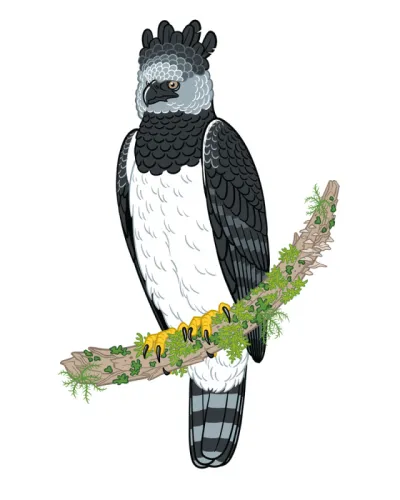 Harpy Eagle (Harpia harpyja)
“The biggest eagle in Bolivia is also one of the largest raptors on the…