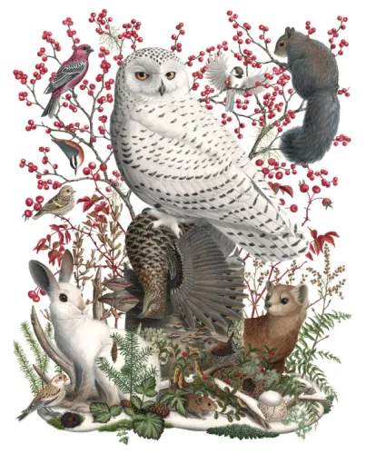 DECEMBER
Bears den and hares turn snowy white