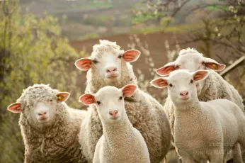 Angular synchronization of ears