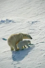 Mother Polar Bear and cub