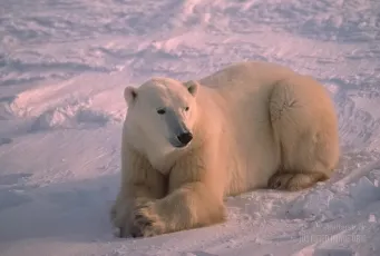 Ursus maritimus