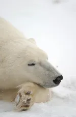 Sleeping beauty