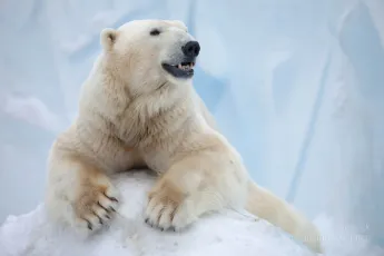 Polar bear resting