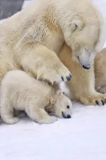 Polar bear cub