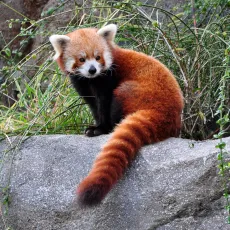 Red panda