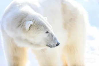 Fluffy ears