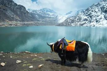 Yak