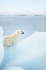 Vantage point