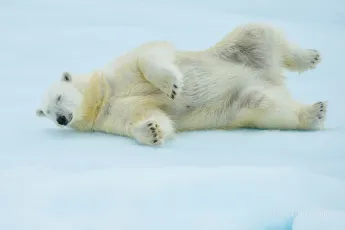 Polar bear rolling playfully
