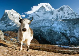 Yak on pasture