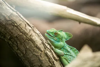 Green chameleon
