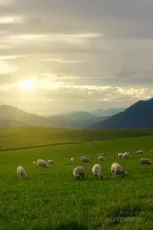 A flock