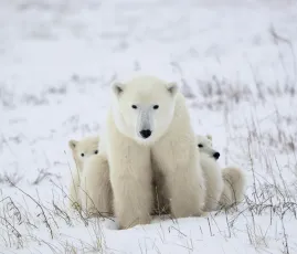 Mother bear