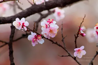 Sakura cherry blossom