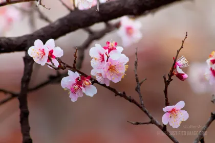 Sakura cherry blossom