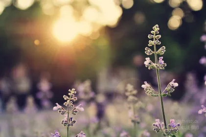 A field of lavender flowers