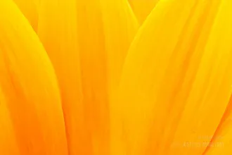 Extreme macro shot