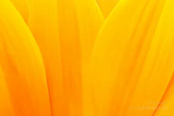 Extreme macro shot