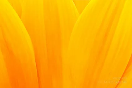 Extreme macro shot