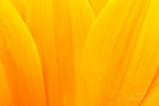 Extreme macro shot