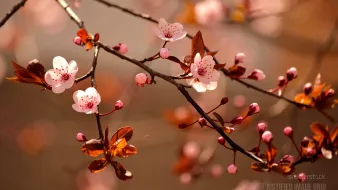 Beautiful flowering cherry