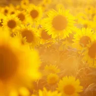 Very sunny
