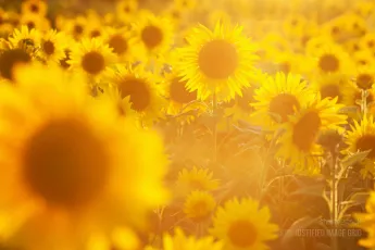 Very sunny