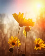 Flowers at sunrise