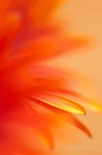 Orange red daisy
