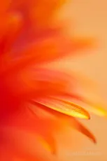 Orange red daisy