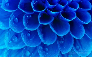 Abstract petals