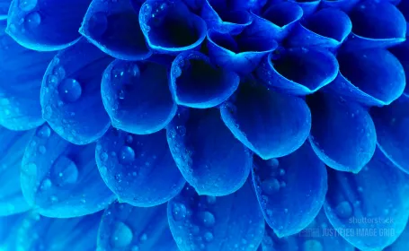 Abstract petals