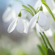 Snowdrops on the field