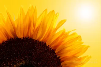 Close-up of sunflower