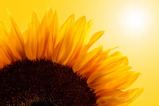 Close-up of sunflower