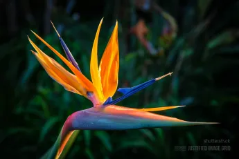 Paradise flower