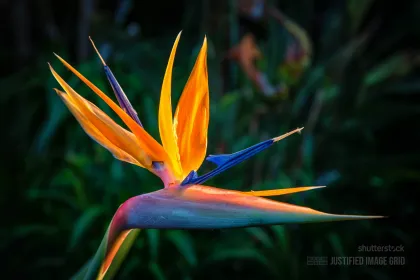 Paradise flower