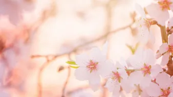 Blooming tree