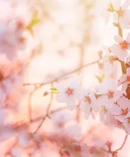 Blooming tree
