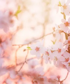 Blooming tree