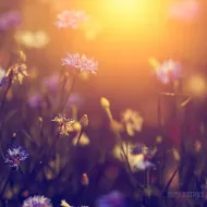 Wild flowers