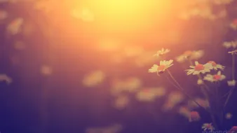 Beautiful wild flower