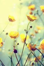 Buttercup