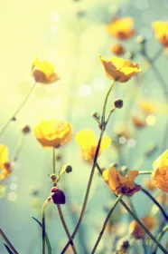 Buttercup