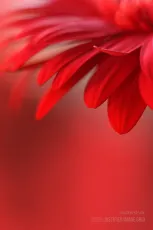 Red petals