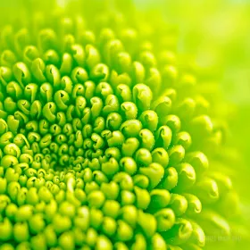 Green flower
