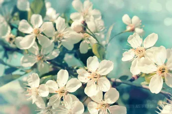 Cherry blossoms